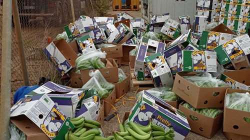 Φορτίο με 82 κιλά κοκαΐνης σε... μπανάνες από το Εκουαδόρ με προορισμό τη Βουλγαρία - Εντοπίστηκαν στη Θεσσαλονίκη