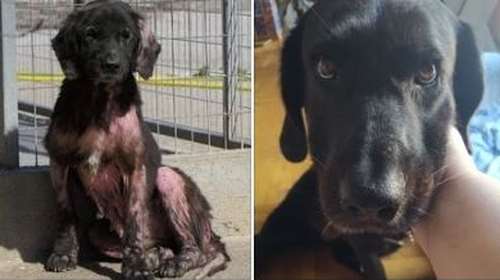 Η ελπίδα δεν πρέπει να χάνεται ποτέ: Η Εκάβη, η ηλικιωμένη, φοβική σκυλίτσα που έλιωνε σε κυνοκομείο υιοθετήθηκε