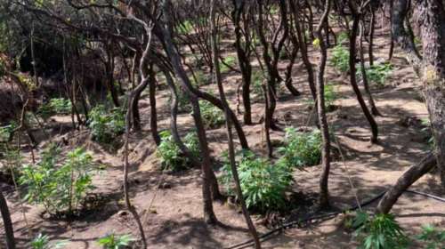 Ορεινή Ναυπακτία: Μεγάλη χασισοφυτεία εντοπίστηκε από τη Δίωξη Ναρκωτικών Αττικής [Εικόνες - Βίντεο]