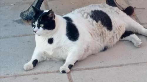 Chonkus Maximus: Κινδύνεψε η διάσημη γάτα των Χανίων - Την κυνηγούσαν influencers και TikTokers