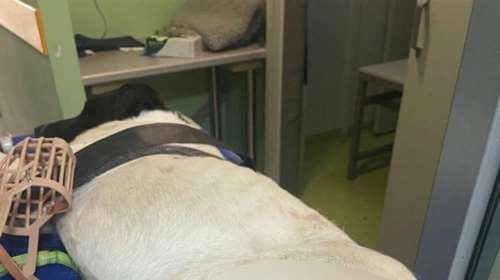 Νέα κτηνωδία στη Χίο: Πυροβόλησαν με δυο σφαίρες αδέσποτο σκυλί στο Πυργί - Σε κρίσιμη κατάσταση