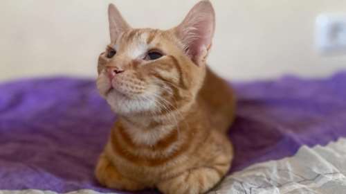 Σώστε ένα αδεσποτάκι: Μην προσπεράσετε τον Σάνι - Είναι 5 μηνών και θέλει μόνο χάδια