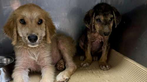 Το ένα είναι μια σταλιά, το άλλο τουλάχιστον διπλάσιο - Την πιο όμορφη ηλικία τους θα την περάσουν σε κλουβί