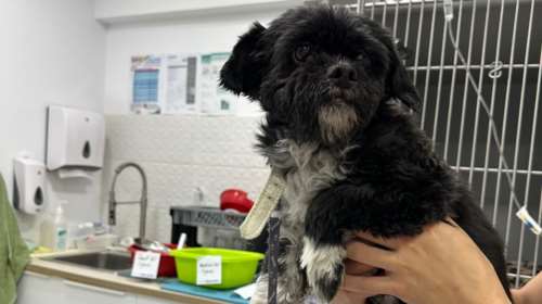 &quot;Φιλόζωες&quot; έκαναν γύρα τα κτηνιατρεία για να κάνουν ευθανασία στον σκύλο τους, επειδή γέρασε: &quot;Θα βρούμε αλλού&quot;