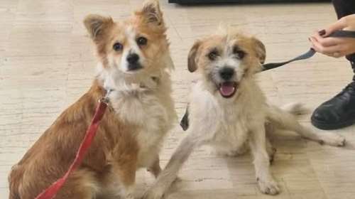 Εγκαταλείφθηκαν στην ερημιά, στο δάσος, πανικόβλητα, κούρνιασαν αγκαλιά, τρεμάμενα από το φόβο