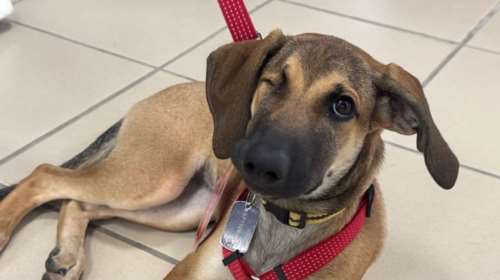 Τα αδέσποτα ως εύκολη λεία για κακοποιητές και δείκτης αύξησης της εγκληματικότητας