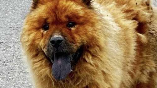 Απίστευτη κτηνωδία στα Χανιά: Έριξαν καυστικό υγρό στην πλάτη σκύλου -  Αναζητείται φιλοξενία