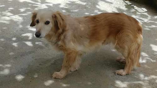 Τον Πάτρικ τον βρήκαν ξαπλωμένο στο δρόμο, παράλυτο από δάγκωμα:  Ενα πάρα πολύ συνεσταλμένο και μαζεμένο πλάσμα