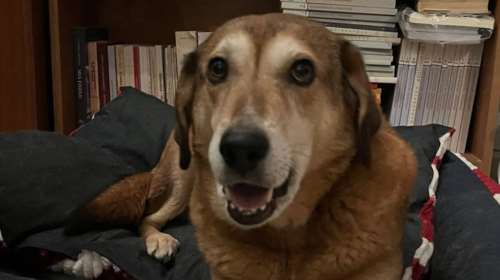 Η ιστορία της Ρίτας: Ένα απλό σκυλί ανάμεσα σε πόσα άλλα που παλεύουν με τη μοναξιά τους, τρομαγμένη, άδεια