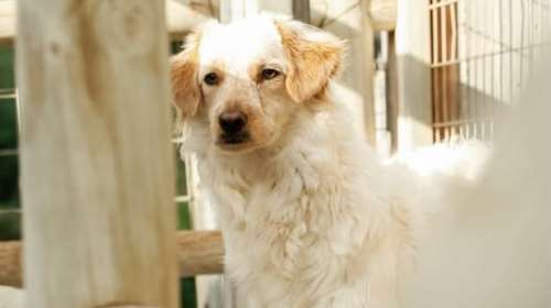 Κάθε πρωί η Φάντα λέει καλημέρα από τη γωνία της. Κοιτάει τη μέρα να περνάει χωρίς να συμμετέχει