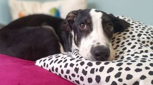 Σώστε ένα αδεσποτάκι: Η Μάχη αγωνίστηκε για τη ζωή της και κέρδισε το όνομά της μετά από πολύ πόνο