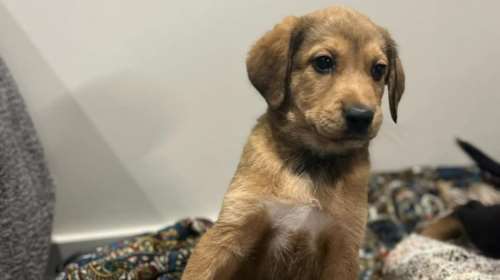 Τα ζώα δεν είναι παιχνίδια - Η μικρούλα, βρέθηκε με τα αδελφάκια της σε κούτα στη Νίκαια