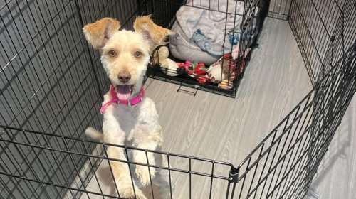 Αυτή η κουταβίτσα ζούσε μέσα σε λάσπες και κόπρανα τρώγοντας ξεροκόμματα - Η ανάρτηση της Σταματίνας Σταματάκου