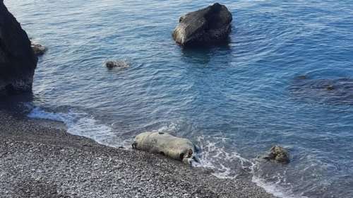 Μακάβριο θέαμα στη Ρόδο: Νεκρές αγελάδες ξεβράστηκαν σε παραλίες του νησιού [Εικόνες]