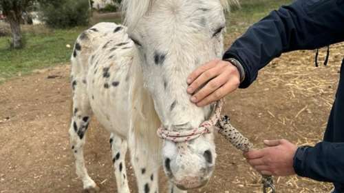 Συγκινητική διάσωση πέντε ενήλικων αλόγων και ενός πουλαριού - Με εισαγγελική εντολή  στο Save a Greek Stray