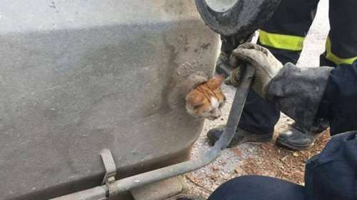 Η συγκινητική ιστορία  του Animal Action Greece για τον απεγκλωβισμό γάτας που είχε σφηνώσει σε κάδο απορριμμάτων