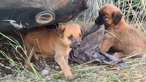 Σώστε ένα αδεσποτάκι: Δείξτε τους τι θα πει pet grooming, ξέρουν μόνο τι θα πει καταστροφή