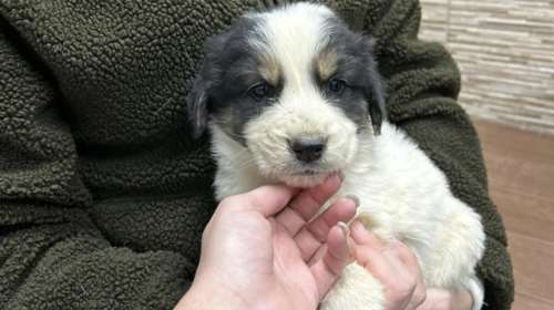 Ο πρώτος κουραμπιές για τις γιορτές: Eνα ζυμαράκι με χνούδι, λίγο νυσταγμένος, λίγο ανήσυχος