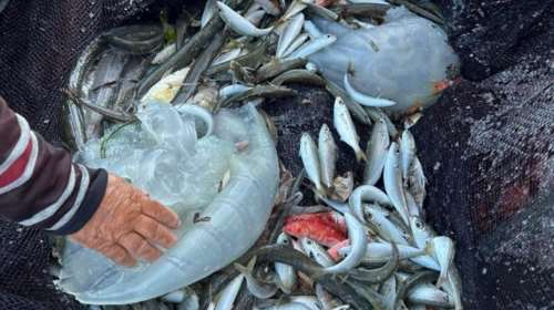 Ρόδος: Εντοπίστηκαν δηλητηριώδεις μέδουσες της Ερυθράς Θάλασσας - Μπορεί να φτάσουν το ένα μέτρο σε διάμετρο [εικόνα]