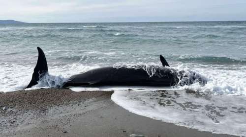 Κύπρος: Νεκρές φάλαινες ξεβράστηκαν σε ακτή - Το φαινόμενο εκβρασμού που ίσως οφείλεται στον σεισμό στην Τουρκία