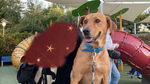 Η Κλάρα βρέθηκε ταλαιπωρημένη και αρκετά αδύνατη -  Λατρεύει τις βόλτες και είναι εξαιρετικά υπάκουη