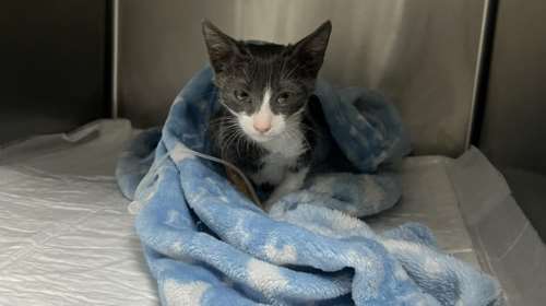 Αναλώσιμο, αποστεωμένο, 700 γραμμάρια όλο κι όλο με διαφραγματοκοίλη - Η ιστορία ενός μωρού από τη Σταματίνα Σταματάκου