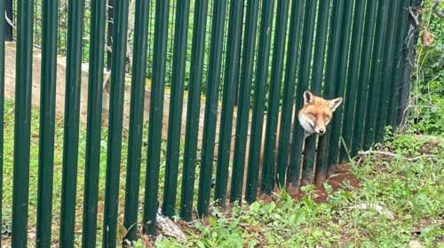 Επιχείρηση διάσωσης στους Θρακομακεδόνες: Αλεπού σφήνωσε σε κάγκελα σπιτιού [εικόνες]
