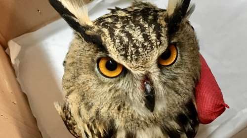 Θεσσαλονίκη: Πέθανε το φλαμίνγκο που δηλητηριάστηκε από μόλυβδο - Νοσηλεύονται μπούφοι λόγω... ηλεκτροπληξίας