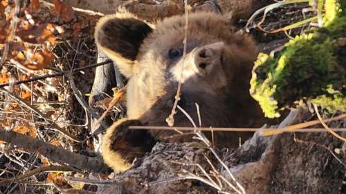 Πόγραδετς: Επιχείρηση απελευθέρωσης αρκούδας από παράνομη θηλιά για αγριογούρουνα [Βίντεο - Εικόνες]