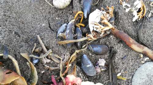 Ρωσία: Τεράστια οικολογική καταστροφή στη Χερσόνησο της Καμτσάτκας - &quot;Ξεβράστηκαν&quot; χιλιάδες νεκρά ζώα [εικόνες]