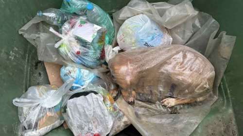 Απίστευτη κτηνωδία στη Μεγαλόπολη: Πέταξαν σκυλίτσα στα σκουπίδια μέσα σε τσουβάλι