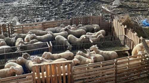 Μεσολόγγι: Μεγάλες ζημιές από ανεμοστρόβιλο σε κτηνοτροφική μονάδα - Δέκα ζώα νεκρά [εικόνες]