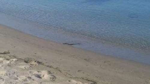 Τρόμος σε παραλία στα Τέμπη: Φίδι κολυμπούσε στη θάλασσα [εικόνες]