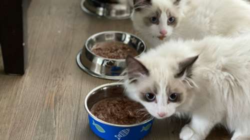 EQUILIBRIO: Super Premium Petfood για όλα τα στάδια της ζωής της γάτας