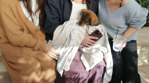 Στα καλά νέα της ημέρας: Η Ρούμπι υιοθετήθηκε και κούρνιασε στην αγκαλιά της νέας της οικογένειας