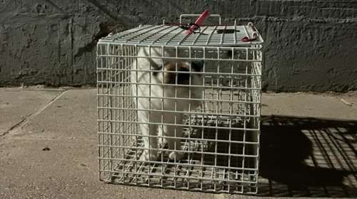 Η γατούλα του δημοτικού σχολείου στον Αλιμο: Mαθαίνει στα παιδιά την ευθύνη, τον σεβασμό και την αλληλεγγύη