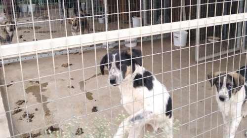 Εικόνες φρίκης στο Κορωπί: Καταγγελία για κακοποίηση ζώων σε παράνομο Δημοτικό Κυνοκομείο