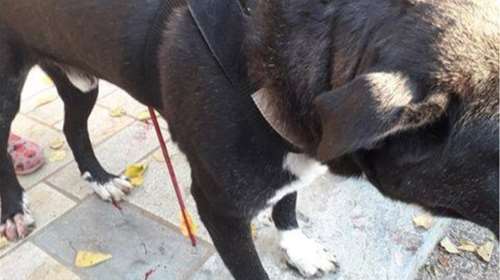 Εγκληματικό: Φόρεσε στολή αντι-covid και τραυμάτισε τον σκύλο του γείτονα με τόξο - Συνελήφθη για κακούργημα [Εικόνες]