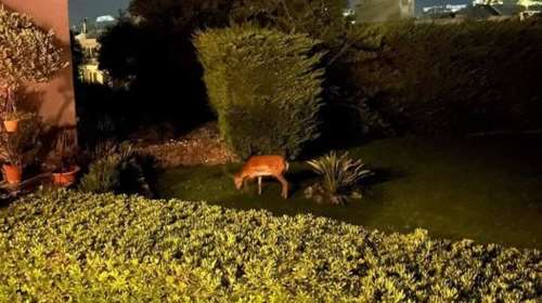 Φωτιά στη Ρόδο: Αγωνία για τα ελάφια - σύμβολο του νησιού - Κατεβαίνουν τρομαγμένα στις αυλές των σπιτιών