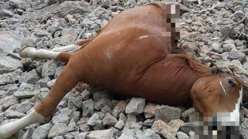 Έρευνα της ΕΛΑΣ για τα νεκρά άλογα στην Πάρνηθα - Φιλόζωοι πιστεύουν ότι τα πετούν επειδή είναι άρρωστα ή γέρασαν