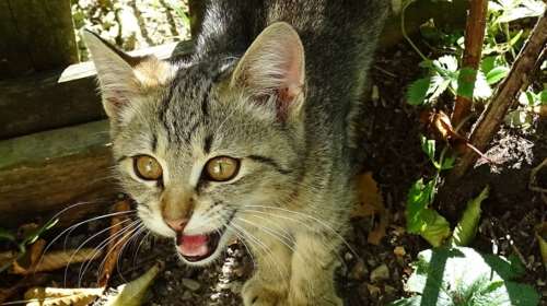 Τι σημαίνουν τα νιαουρίσματα των γατιών; Τι ακριβώς θέλει η ψιψίνα σου; Μήπως σας έχει εκπαιδεύσει;