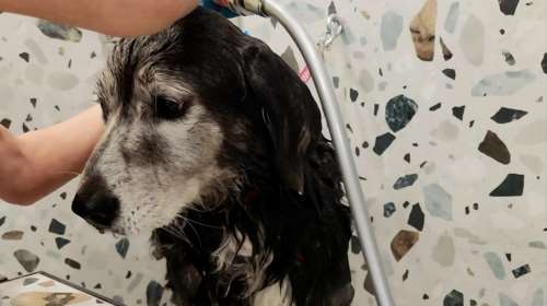 Θεσσαλονίκη: Ντους και λούσιμο σκύλου σε ...αυτόματο πωλητή