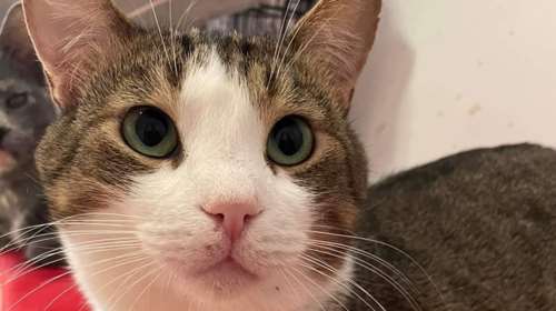 Ο  Φάμπιο βρέθηκε μόνος σε πλημμυρισμένη περιοχή της Θεσσαλίας - Δεν υπήρχε πού να πάει, νερό παντού