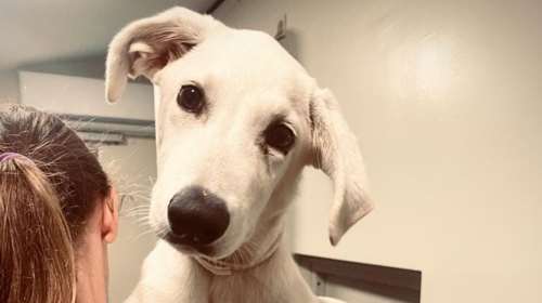 Σώστε ένα αδεσποτάκι: Έλα, προσέξτε με λίγο - Ελεος δηλαδή! Εχετε δει κι άλλη τέτοια εξυπνοκουταβόφατσα;