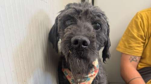 Ο Μπο ήταν στο πιο θλιβερό κλουβί, με ένα στρώμα από περιττώματα για πάτωμα μαζί με άλλα τρία σκυλιά γεμάτα ψώρα και ένα πεθαμένο σκυλί