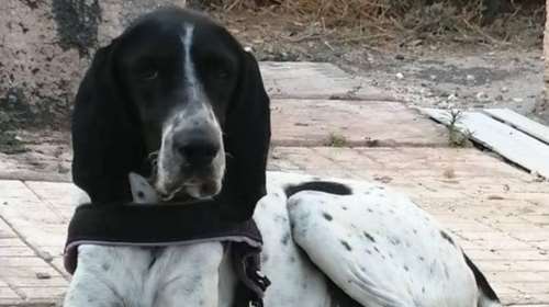 Πλούτος αστείρευτος και διαρκής μόνο στην αγκαλιά του... Πλούτο - Λατρεύουμε την αγαθότητα και τα τεράστια αυτιά του