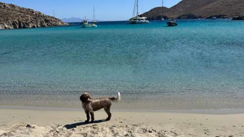 Με Φάρλι απαντά ο Κασσελάκης για τη Μύκονο: Φωτό από τις χλιδάτες διακοπές μου - Μείναμε σε ένα δίκλινο… παλάτι