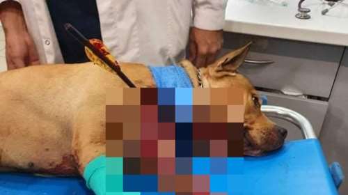 Κτηνωδία στην Πετρούπολη: Δεν τα κατάφερε ο σκύλος που χτυπήθηκε με βέλος
