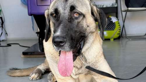 Ο Πάρης είναι Κάνγκαλ, που σημαίνει πως είναι πολύ πιστός, πολύ έξυπνος, αλλά και ένας σκύλος πολύ υψηλού ταμπεραμέντου