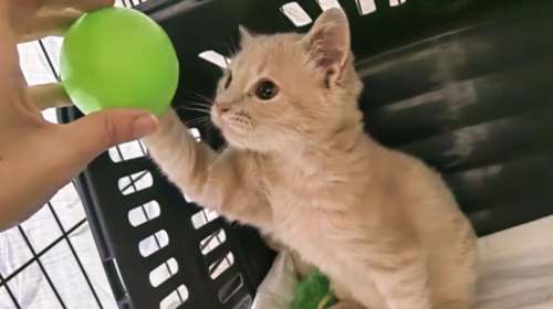 Να ξανασυστηθώ... Είμαι ο Σάντος και έχω τρία ποδαράκια - Σώθηκα στο παρατσάκ - Εμένα γιατί δεν με θέλει κανείς;